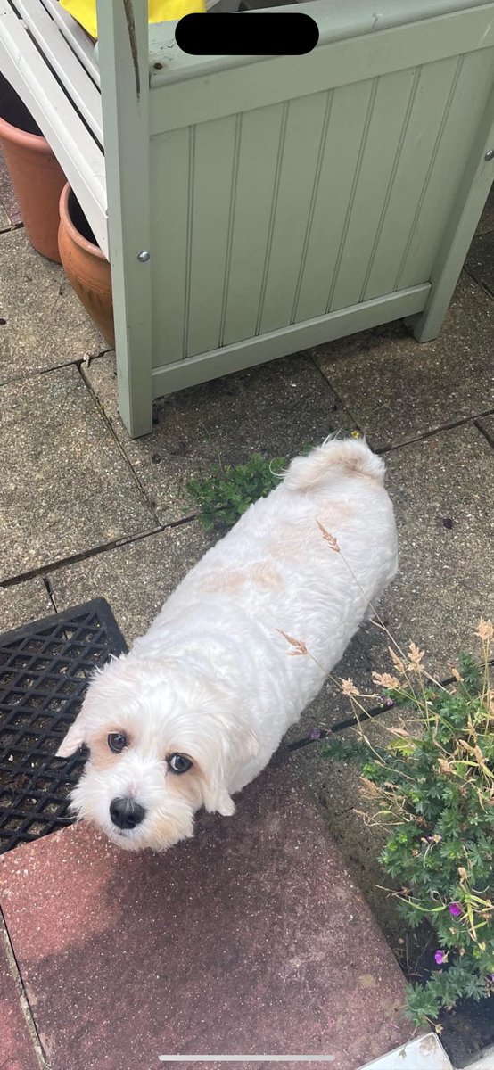 HannahPeaa2's tweet photo. @PenguinHuddleUK This is my son, Teddy, the tube dog with resting depression face 🥺 https://t.co/hTuQjzbCzd