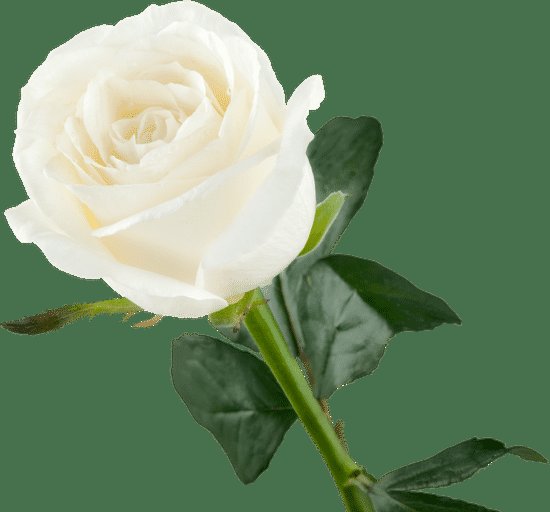 كل النساء يطلبون الصداقة أو اشياء أخرى وعندما تتصل بهم لا يهتمون هى مجرد خداعه ام جهل