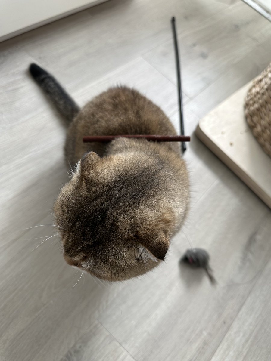 According to humum I might not survive in the wild 🙀