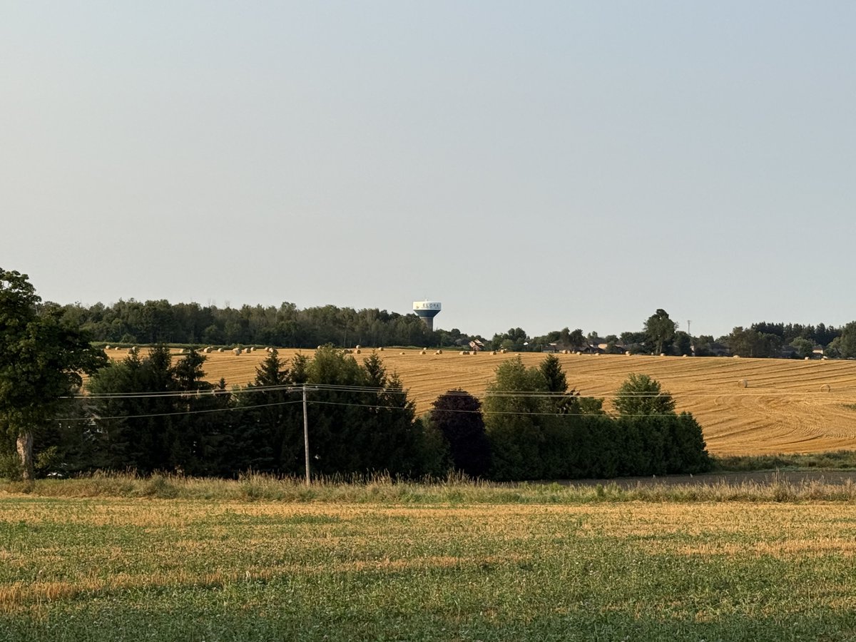 Beautiful, cool, sunny morning.

Dew drops on the red clover as it slowly stretches up above the wheat stubble.

Round bales of straw in the distance, waiting to be gathered up.

Should get done with the rye harvest today! Also swathing some spring planted barley for harvest next