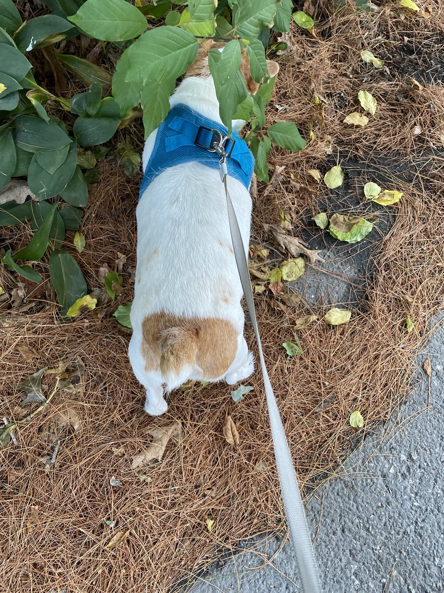 DaisyMaeJack's tweet photo. Happy Saturday! Iโve decided to declare Saturdays as โ Short Tail Saturday โ! Dis for us unrepawsented tails during other days of da week! Show me your short tails whether they thin, fluffy, or not there at all! #STS ๐พโฅ๏ธ๐ #dogsofX #dogstails #dogs https://t.co/fCSiiKaREn