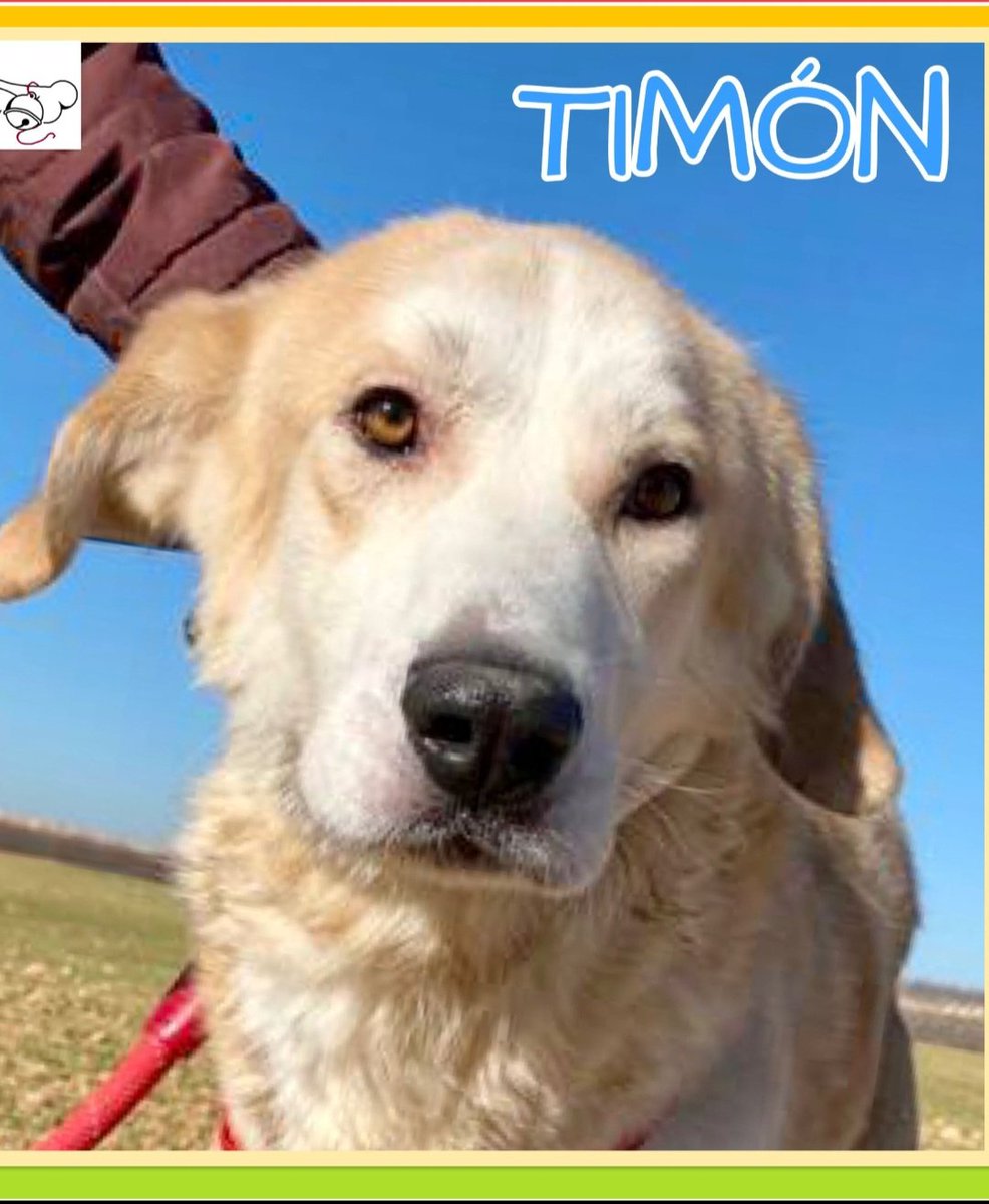 Timon es invisible para la gente,pero porque?🤔
Tiene 6 añitos y necesita un hogar,fue liberado junto a su compi Pumba de una vida de maltrato encadenados y famelicos 😒.
Hay que sacarle de la perrera,le das un hogar?🙏🏻🙏🙏🏿
Contacta buff.ly/3zKTjHo