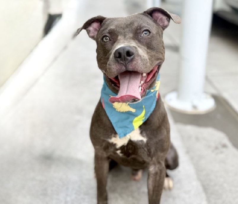 ‼️Help Please 🆘 I did nothing wrong &amp; tried to do everything right, yet — My name is Vincenzo &amp; I’m in the #NYC ACC terrible list! Please… Come find me 🏡♥️ I’ll be unlisted soon w/o a hero 🥺 DM <a href="/notthesameone2/">Not the Same</a> if you can foster me w/a rescue until I find my forever! Bio