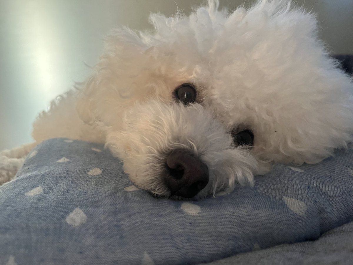 枕使いの犬💭💤