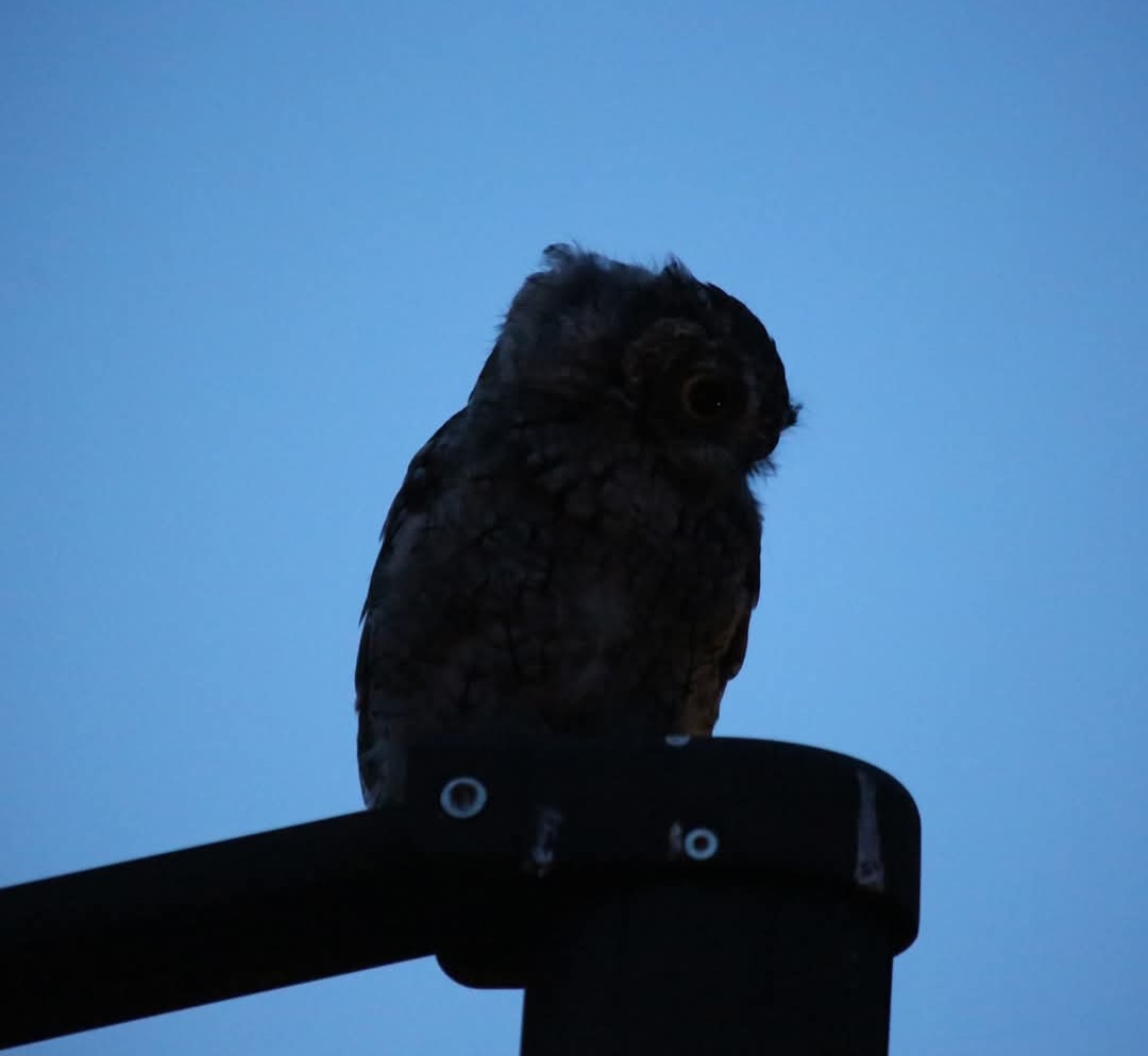 Having an owl living in the backyard is pretty special, even more special when she has 2 babies. One was curious enough to come down and sit just a few feet away. #owl
