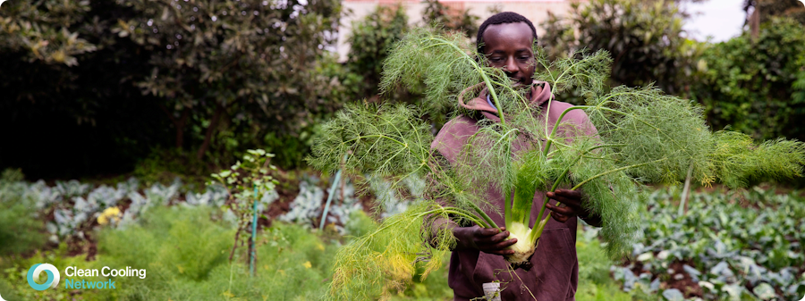 The CCN has been focusing on our SPecialised Outreach and Knowledge Establishment (SPOKE) in Kenya, where smallholder farming communities come together to experience and develop their own sustainable cooling and cold-chain business solutions. 
cleancooling.org/news-and-event…