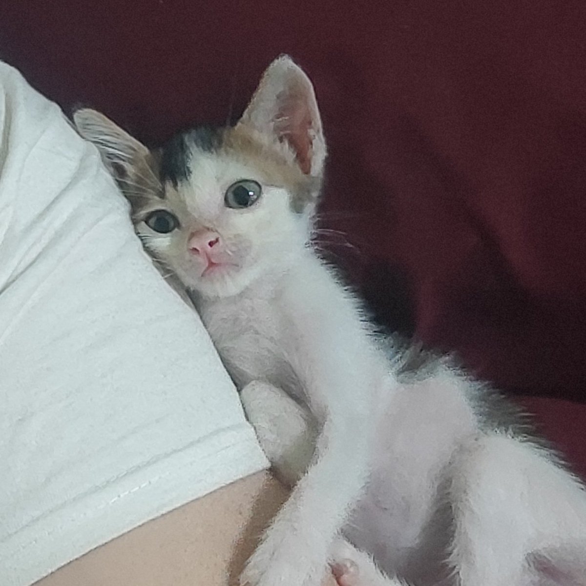 urraawr 🐱🧦🦋 tweet media