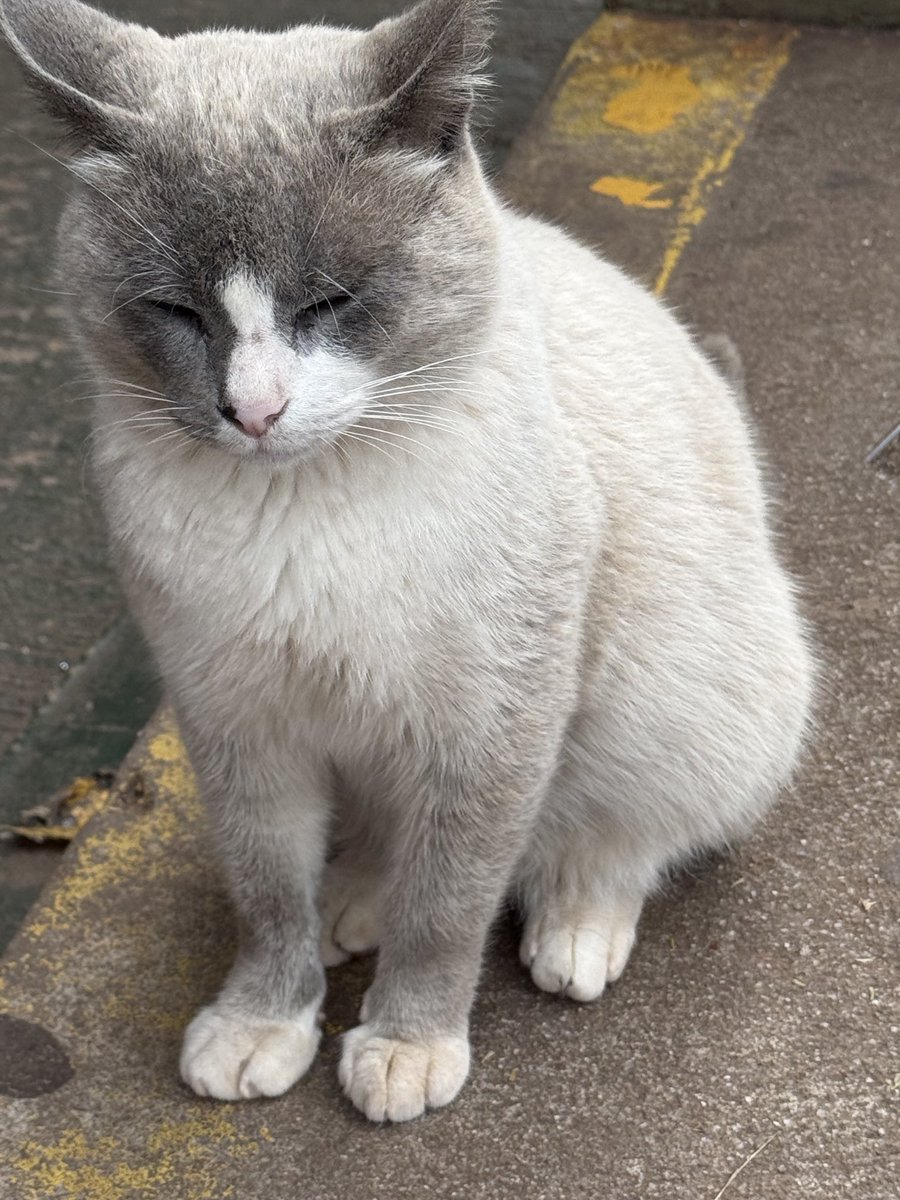 epintadorm's tweet photo. Cute cat ๐ today. #mymorning #goodday #caturday #cat #saturday #gateful #mypics https://t.co/JVV8QCYfKl