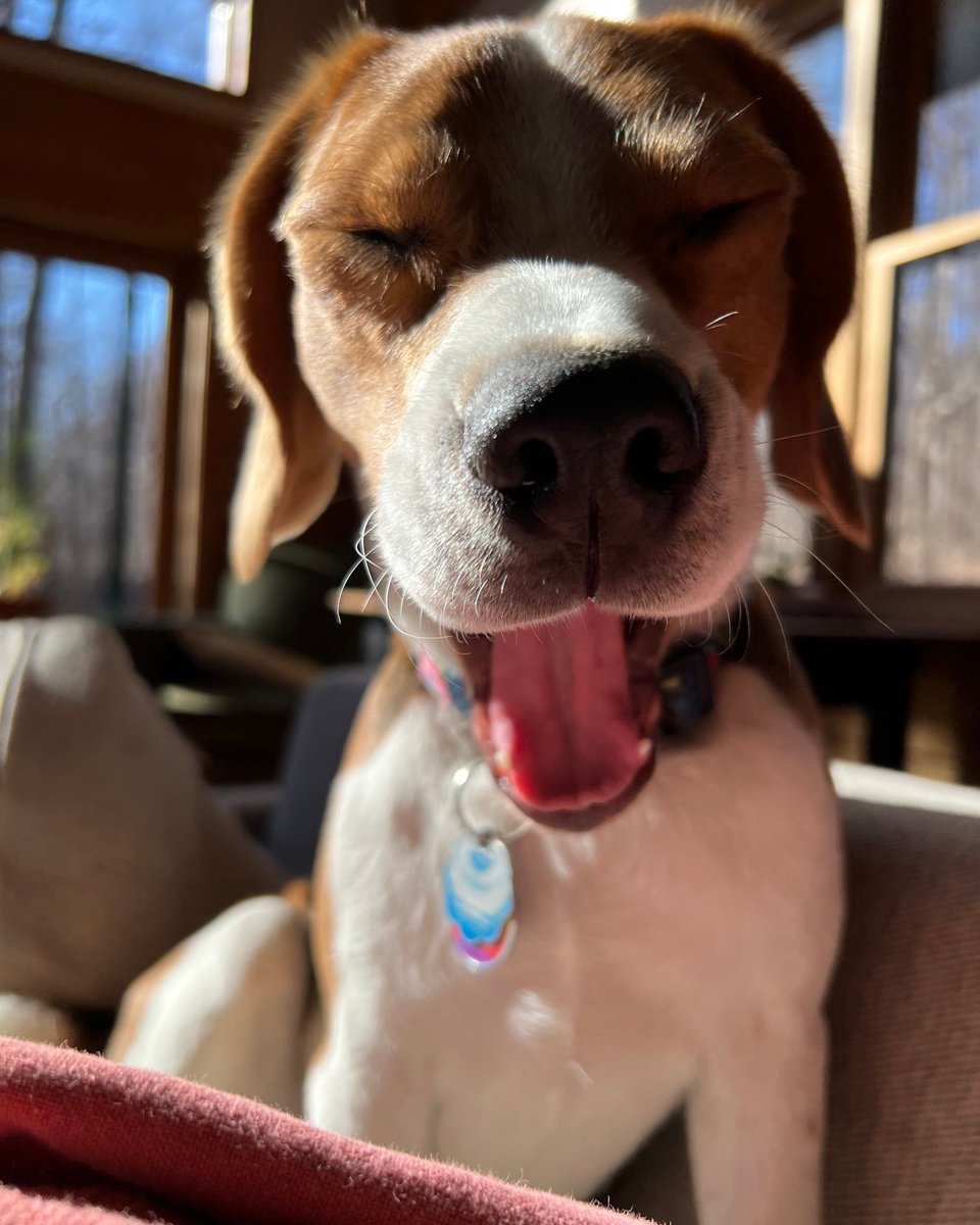 Beagle Facts tweet media