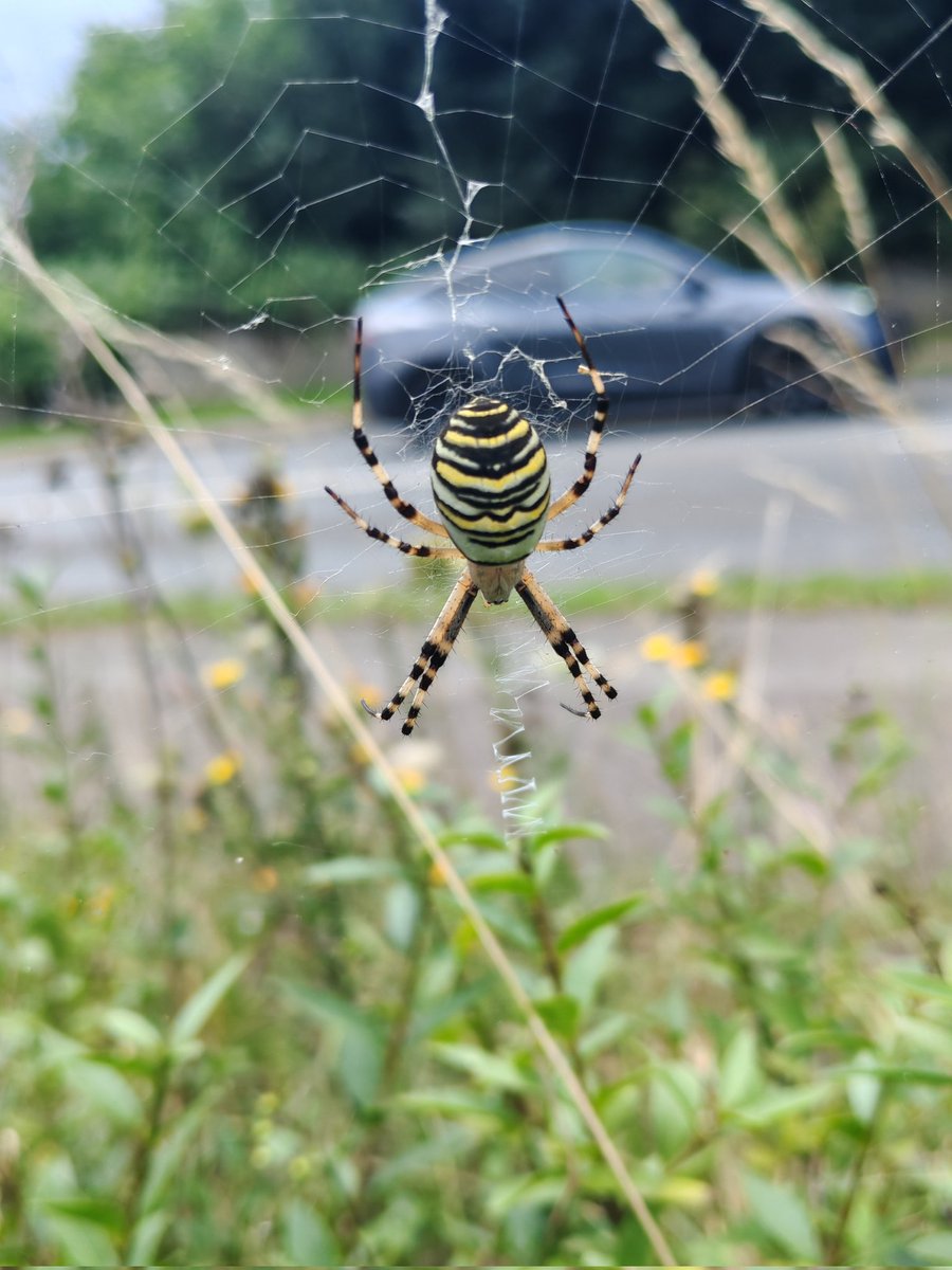 A beautiful female Wasp Spider, one of many hundreds (sadly) within the path of an imminent road widening scheme at Bearsted Road, Maidstone.🚛🚗 <a href="/KentHighways/">KCC Highways</a> <a href="/maidstonebc/">maidstonebc</a> <a href="/KentWildlife/">Kent Wildlife Trust</a> <a href="/KentFieldClub/">Kent Field Club</a> <a href="/Buzz_dont_tweet/">Buglife</a> <a href="/NESussexandKent/">Natural England - Sussex and Kent Team</a> <a href="/TonyJuniper/">Tony Juniper</a> <a href="/ChrisGPackham/">Chris Packham</a> <a href="/BritishSpiders/">BAS</a>