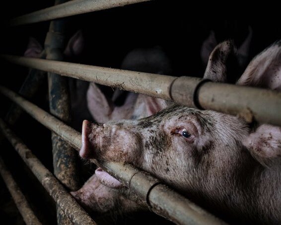 We scream in agony every minute. 
We plea for mercy.
You’ve been taught to ignore our screams by merciless people who profit from our agony.
What will it take to make you caring people actually care? 

We are #OneBillionScreams
We are <a href="/PolAnimalClass/">Ground Zero: One Billion Screams</a>