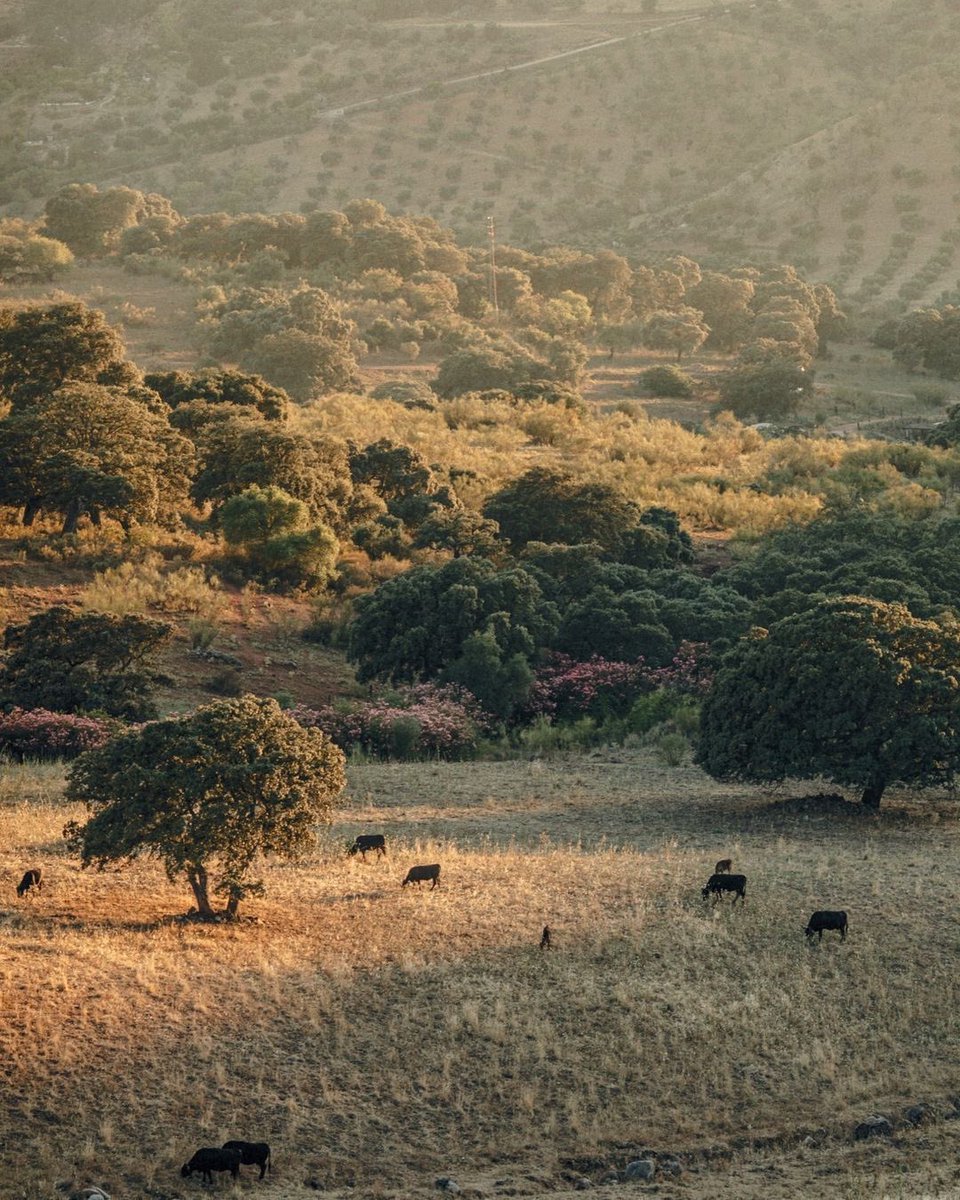 Magical Spain (@magicalspain) on Twitter photo 