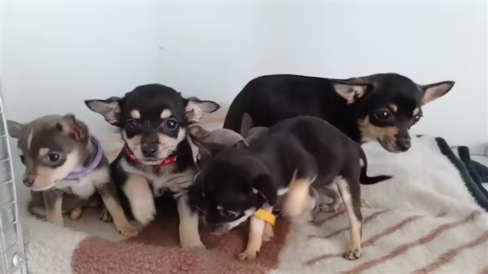 Ein Unbekannter hat eine Chihuahua-Mutter mit ihren Welpen in einem Karton in Oberndorf ausgesetzt. Die Polizei sucht nach Zeugen
schwarzwaelder-bote.de/inhalt.chihuah…