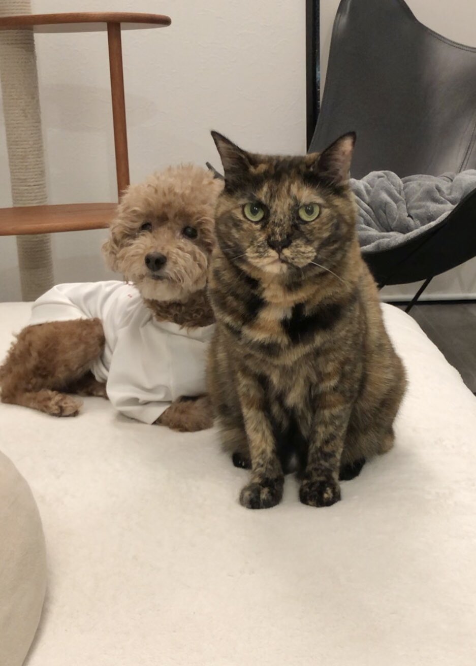 猫姉妹さま専用 サビ猫三姉妹 on X: 