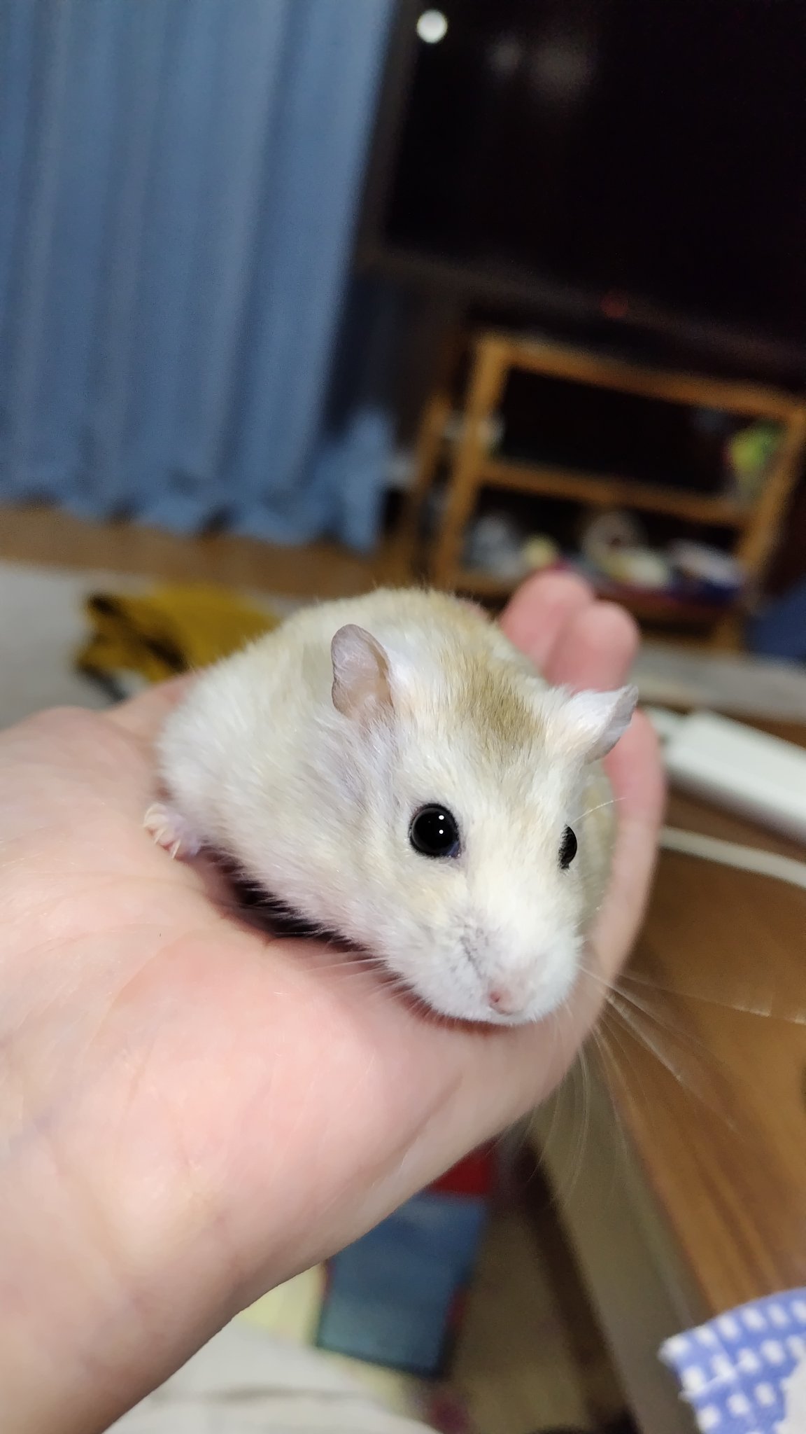 ハムスター　デパコスまとめ売り はっしー🐹 on X: 