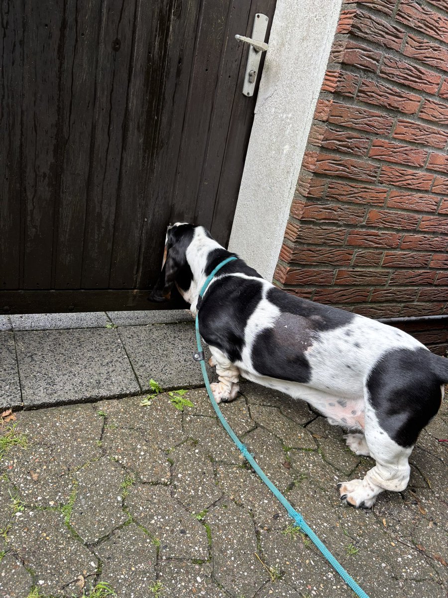 Der Neugier-Bert <a href="/BassetMortimer/">Lord Humphrey</a> wird irgendwann mal eine Begegnung mit einer Katzenpfote erleben…