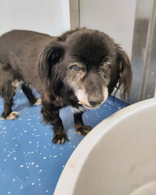 Tierheim Mayen
Fundhund aus 56743 Mendig (Teichwiese/Hauptstraße)
Wer kennt „Dino“?
Er ist gechipt, aber es ist weder eine Telefonnummer, noch eine Emailadresse hinterlegt. 
Er wird doch sicherlich schon schmerzlich vermisst!!!
Gemeinnützige Organisation
In der Pluns 1, Mayen,