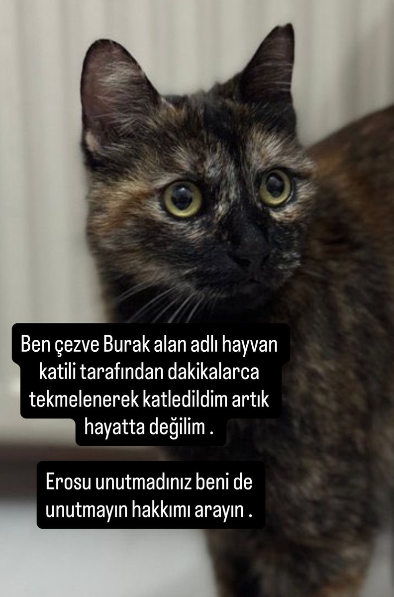 Hala insan kalmayı başarabilmiş içinde vicdan merhamet duygusu kalmış herkese sesleniyorum kendi adıma değil çezve adına katledilen bütün arkadaşları adına .  2024 çıkarılan hayvanları koruma yasasının çözüm olmadığı meclis tartışmalarında bas bas bağırılarak söylenmişti