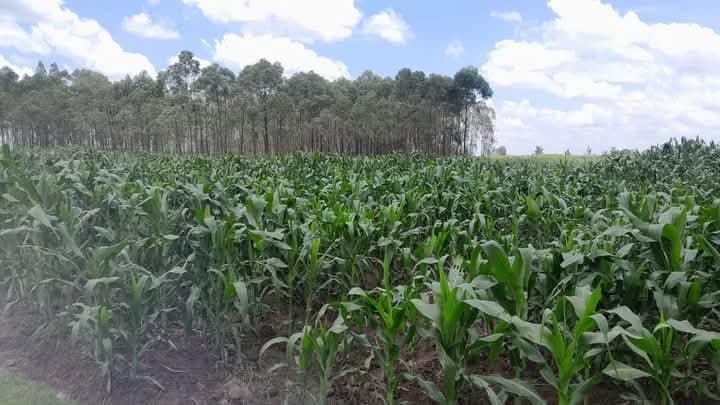 Land For Sale

✅ Location: Homa Bay County, 16km from Opapo Shopping Centre
✅ Size: 12 Acres
✅ Price: KSh600,000 per acre
✅ Offers are welcome 
✅ +254722979847
