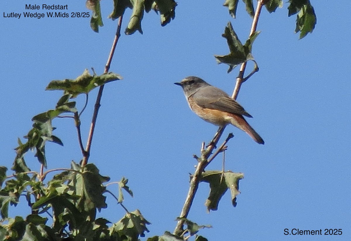 Craig Round (@craig_round) on Twitter photo Lutley Wedge W.Mids 2/8
Male Redstart also 1 Yellow Wagtail & 1 Common Crossbill flew over (S.Clement)
#vismig #WestMidsBirds Lutley Wedge W.Mids 2/8
Male Redstart also 1 Yellow Wagtail & 1 Common Crossbill flew over (S.Clement)
#vismig #WestMidsBirds