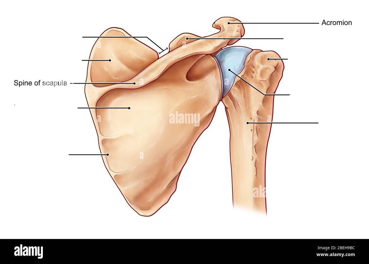 singleserenade's tweet photo. today's #ananforscience is about the acromion process!
its a bony part that is an extension of the spine of the scapula from the back that connects to the clavicle in the front👀
(you can ask more about this & other parts mentioned in the comments/qrt)💞
#หยิ่นวอร์ #yinyin_anw https://t.co/9EGQizButk