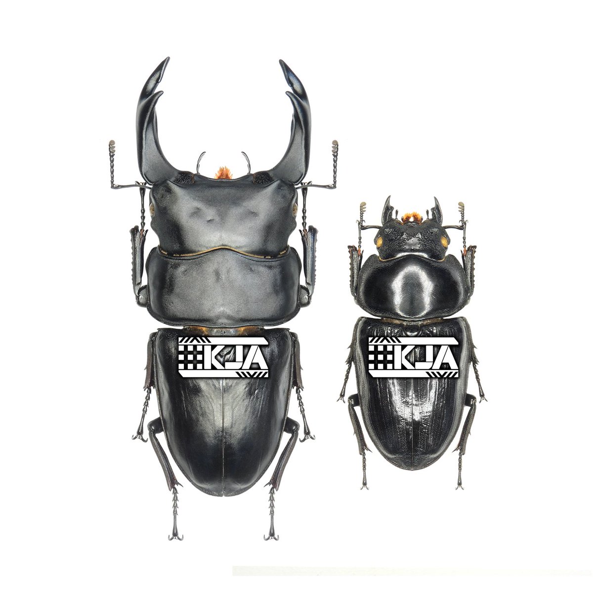 dhl830118's tweet photo. Dorcus hopei binodulosus (Waterhouse, 1874)  

ビノデュロサスオオクワガタ (能勢YG)  

CB 92+mm  

大型の個体です。 https://t.co/CiP0184pUi