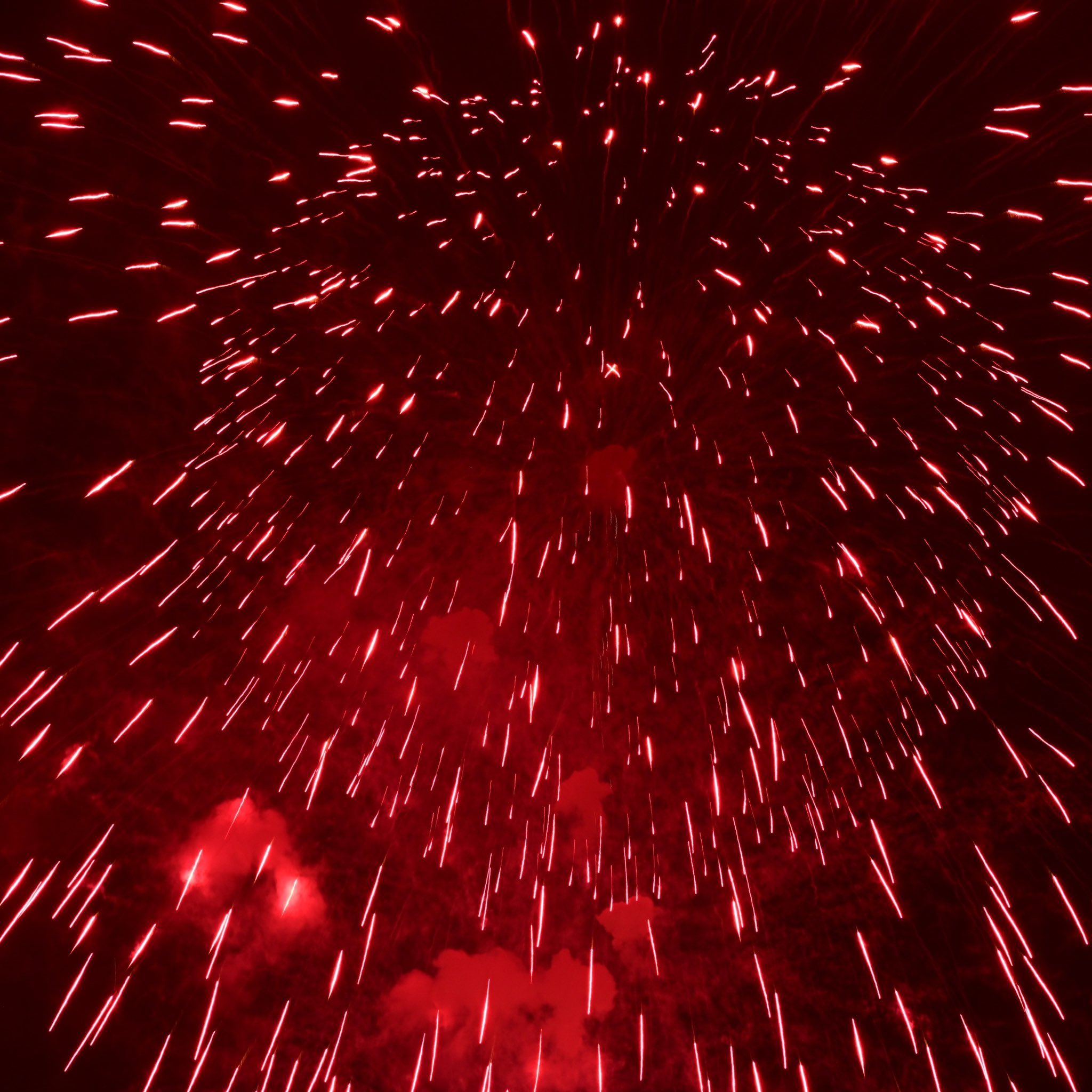 花火　寧々40点 昨夜はあちこちで花火大会が開催されたようですね😃 我が家の