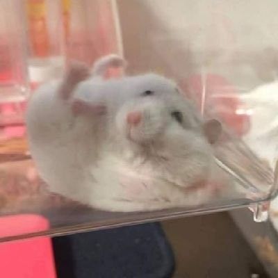 Tweets Of Hamster (@tweetsofhamster) on Twitter photo 