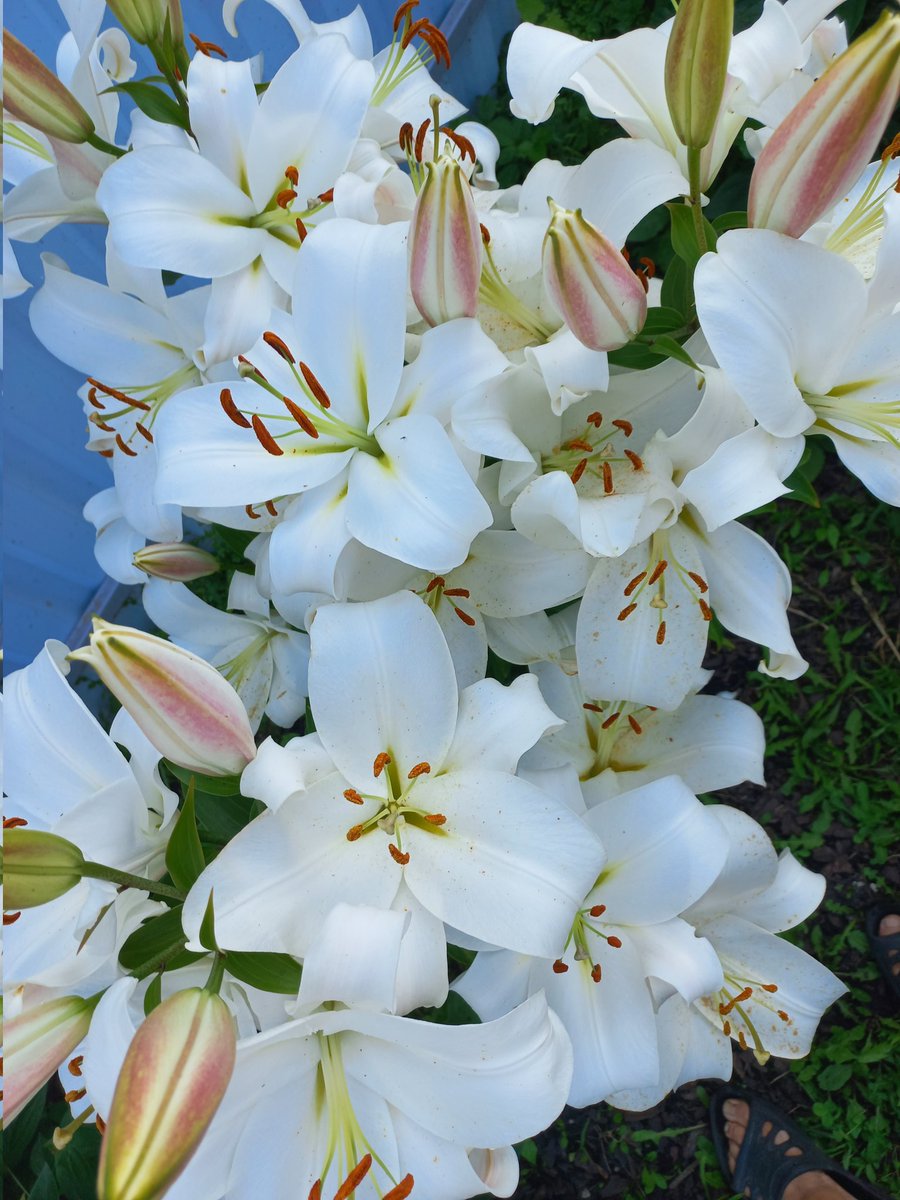 Инесса Купцова (@inessuspeshnaya) on Twitter photo 