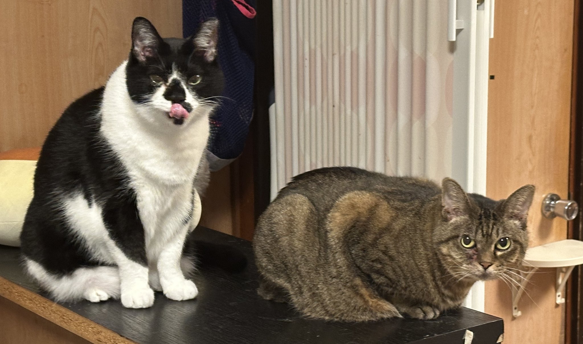 猫 41PF9b9XbsL._UF894,1000_QL80_.jpg
