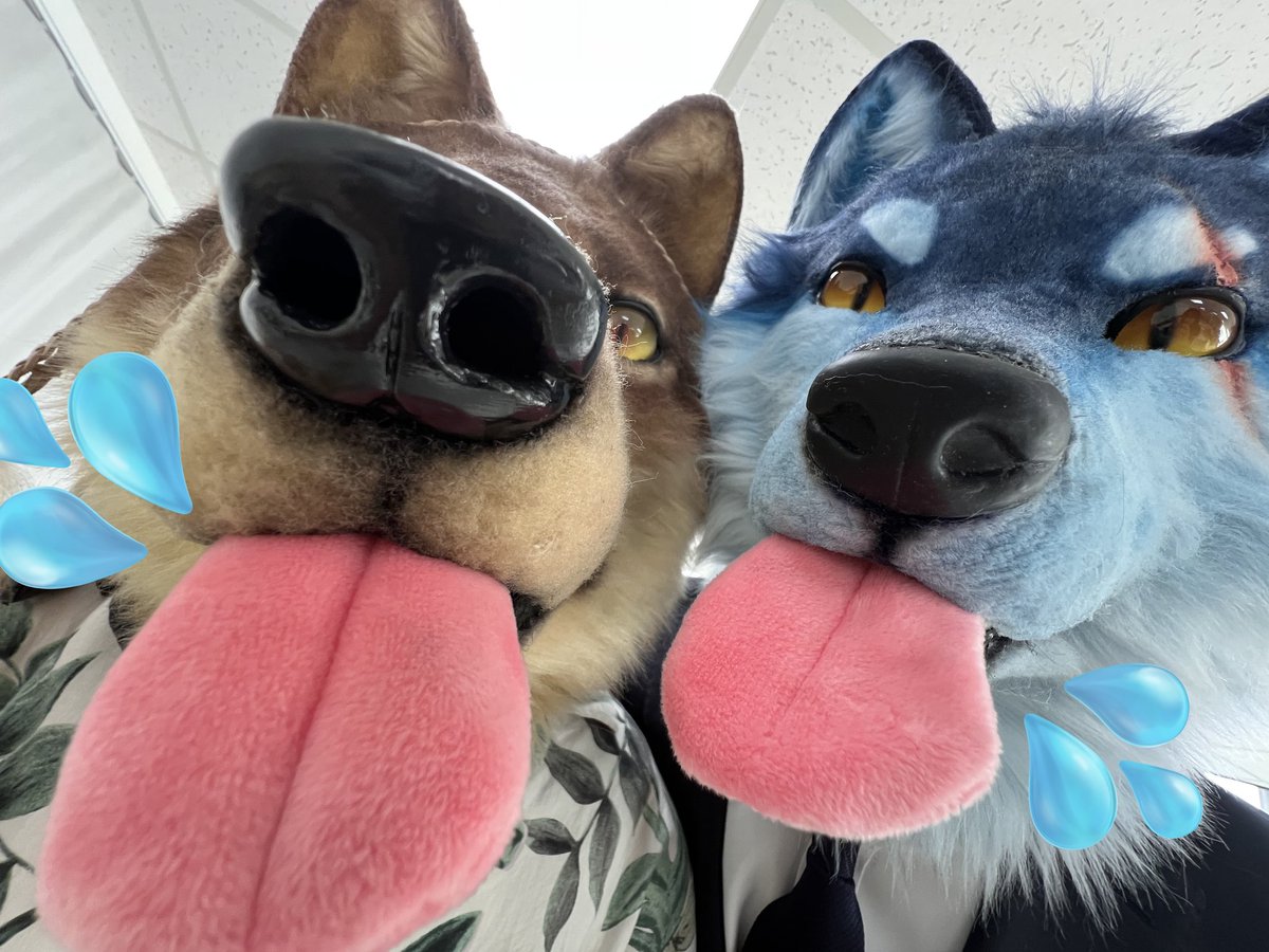 형님 저 녀석 핥을까요
#創造トリアノン #FursuitEveryday