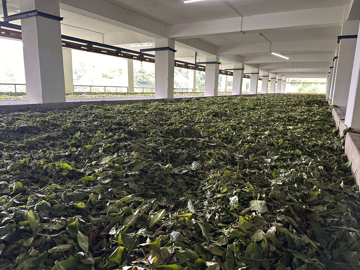 Off-roading among tea 🍵 plantations at the Amchong Tea Estate, Assam, India 🇮🇳
