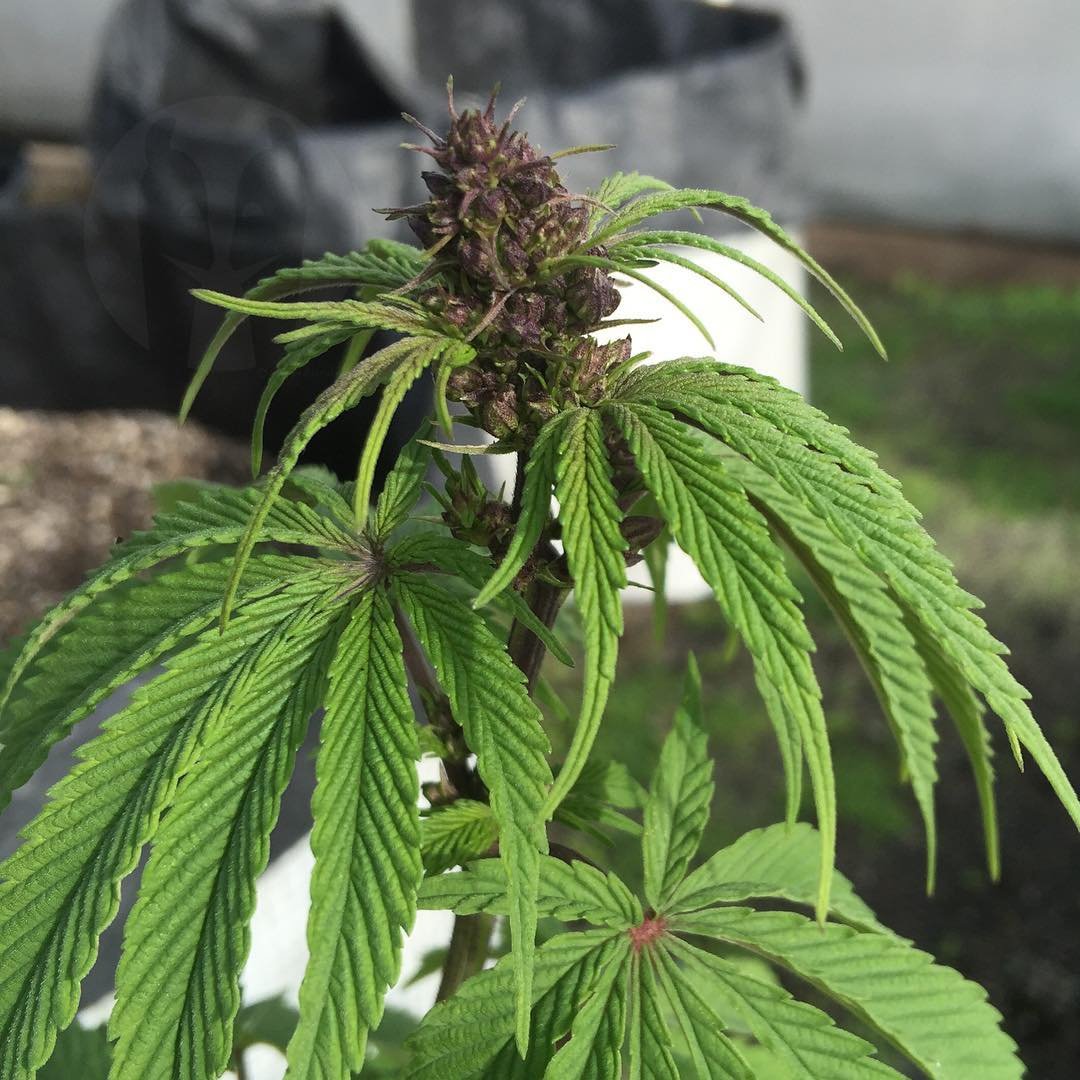 🔥 FROSTED BEAUTY GIVEAWAY 🔥
This bud looks like it came from heaven… and we’re feeling generous 😈
Win $25 in ETH – all you gotta do:
🌸 Like
🌸 Retweet
🌸 Tag 1 stoner friend
🌸 Follow on X

Winner in 24h 💨