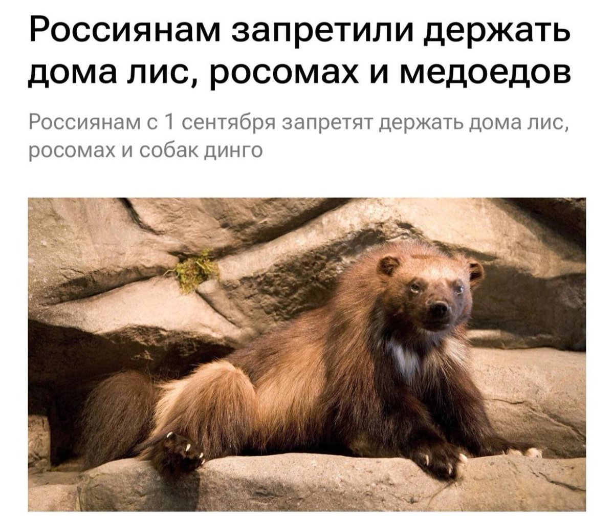 AuroraUnrealis's tweet image. Хорошо что я уехал, могу спокойно завести медоеда и что вы мне сделаете