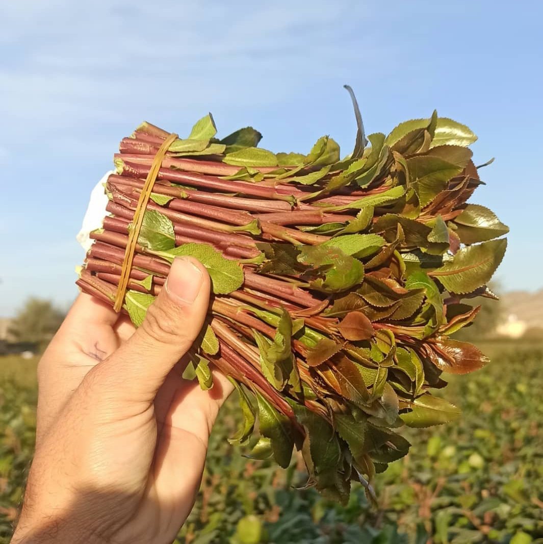 #صورة_ملف_شخصي_جديدة