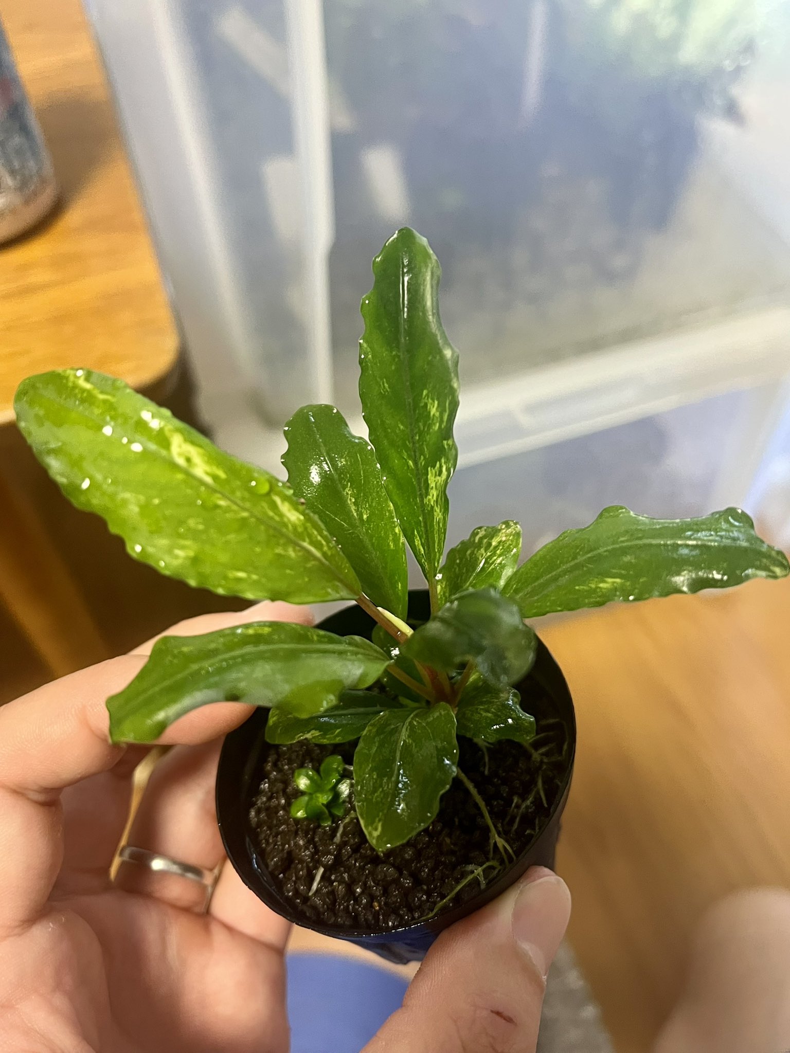 IZUさん Bucephalandra sp. Motleyana