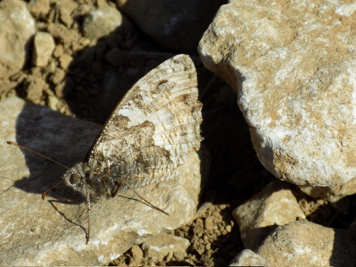 Amazing camouflage on this Grayling this morning at Arnside Knott in Cumbria. It looks like a small piece has broken off the rock nearby. Almost impossible to find it when it landed by my feet.  #Savebutterflies