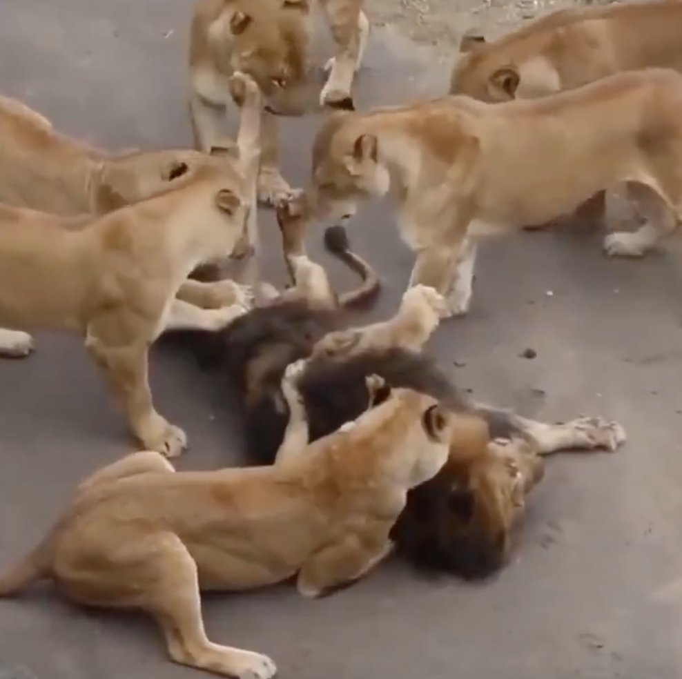 「Pre-TGE」这个词看上去像明天要发币一样 

「Post-TGE」这个词看上去像明天要死了一样