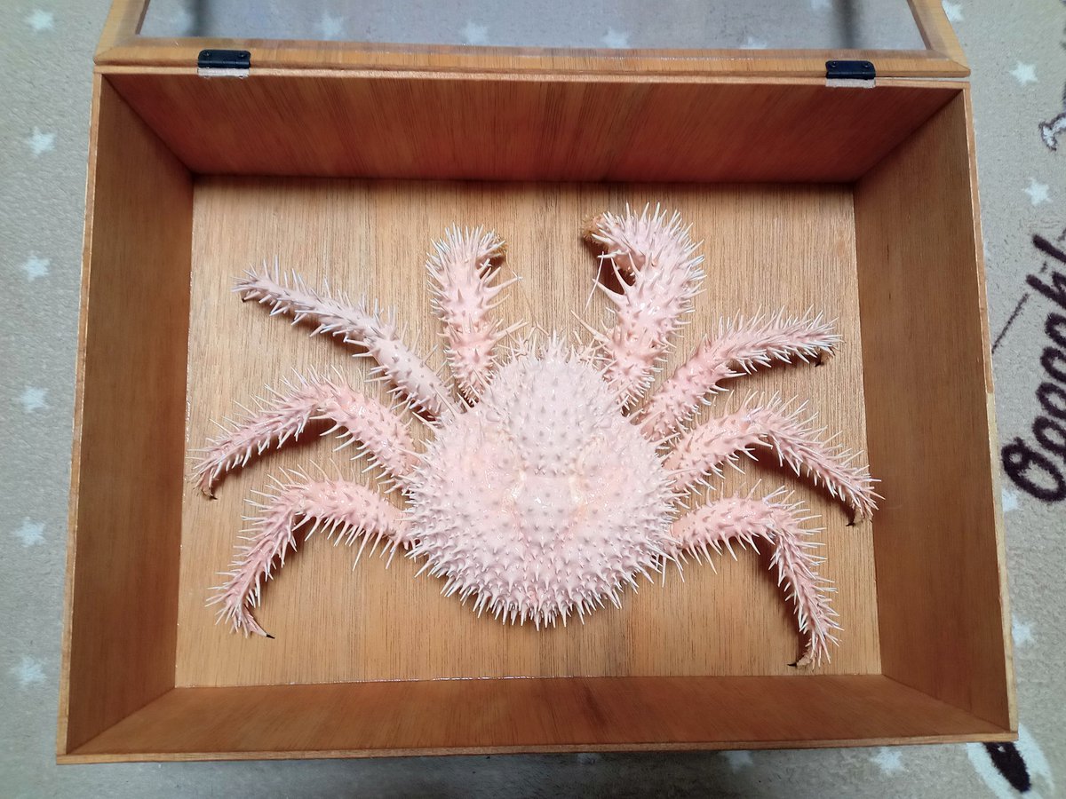 明日の夜頃、個人的に大きな発表？告知をさせて頂きます。🦀　

カニ、昆虫標本好きのFF内外の皆様には期待して頂きたいです！🪲

（今、必死に文の構成をしてます💦）