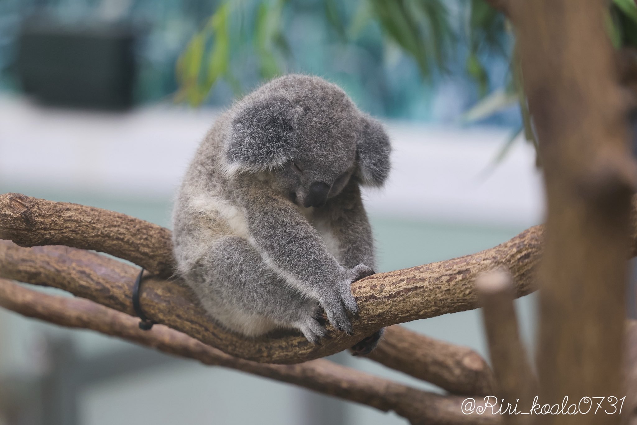 🎀 莉里 🐨 on X: 