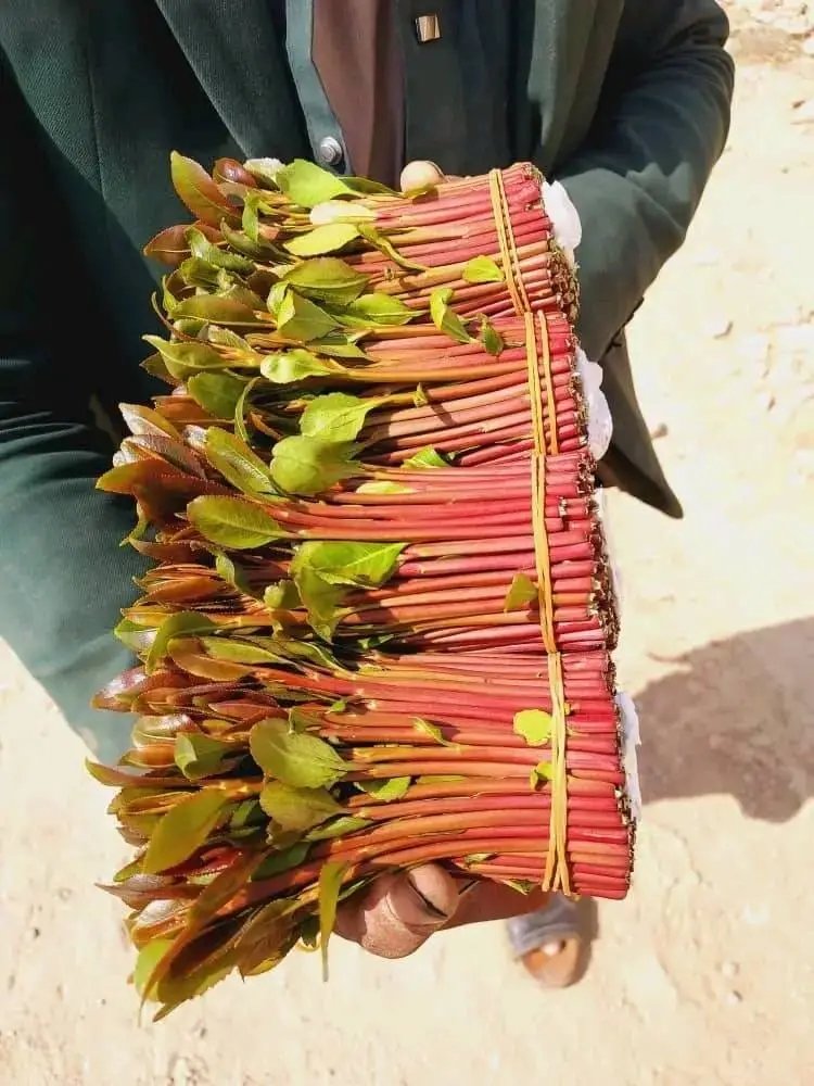 توصيل بلجمله من يبغئ نورد له لجميع انحاء المملكه  يتوصل واتساب أو اتصال على الرقم00967736621274