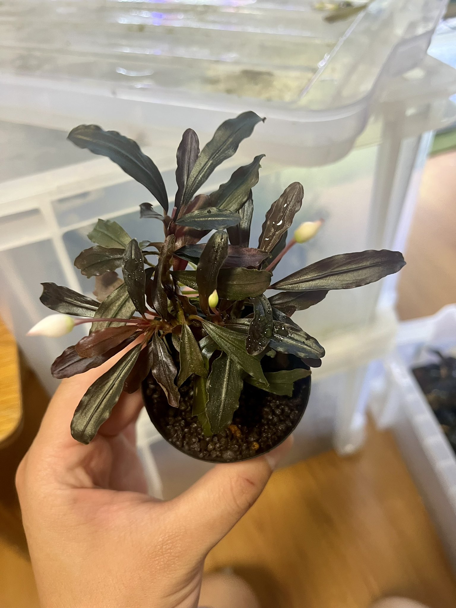 IZUさん　Bucephalandra sp. Motleyana Bucephalandra sp. 