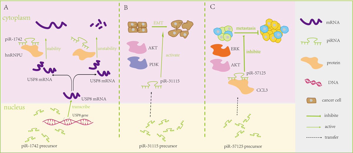 Wiley_CancerRep's tweet image. Cai &amp;amp; Jiang et al. reviewed roles of piwi-interacting RNA (#piRNA) in urologic carcinoma—N6-methyladenosine modification &amp;amp; silencing of transposable elements; application in clinical diagnosis.
doi.org/10.1002/cnr2.7…
#CancerReports #Wiley #PiwiRNA #piRNA #UrologicCarcinoma
