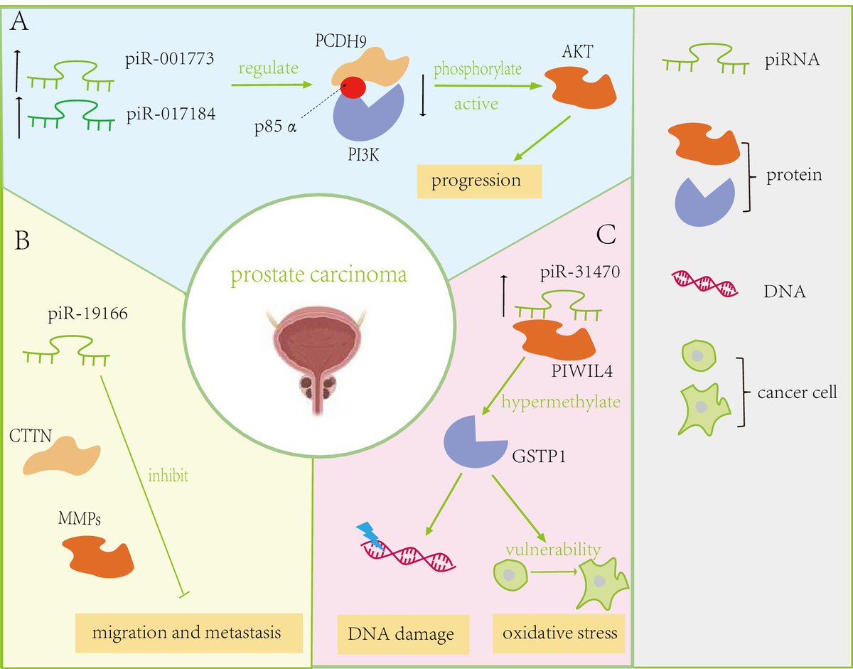 Wiley_CancerRep's tweet image. Cai &amp;amp; Jiang et al. reviewed roles of piwi-interacting RNA (#piRNA) in urologic carcinoma—N6-methyladenosine modification &amp;amp; silencing of transposable elements; application in clinical diagnosis.
doi.org/10.1002/cnr2.7…
#CancerReports #Wiley #PiwiRNA #piRNA #UrologicCarcinoma
