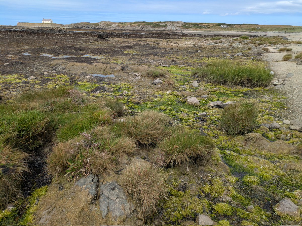 Hard to see but this is a 3m wide saltmarsh with much of its vertical zonation within this photo. Coastal squeeeeeeeeeze