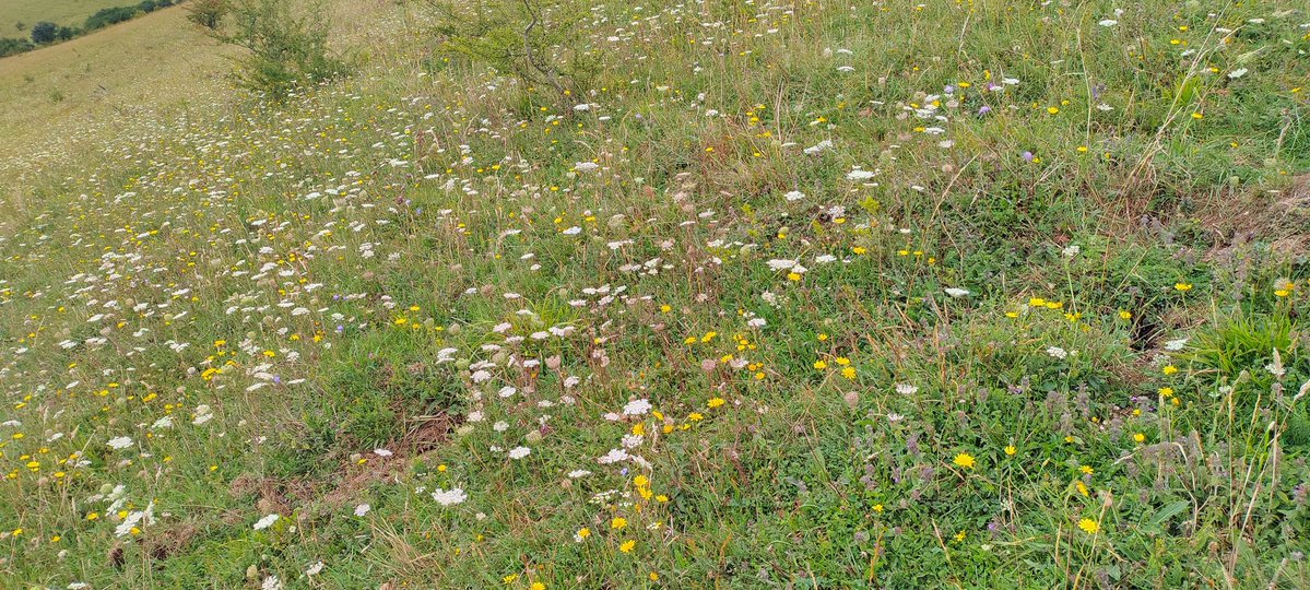 Seri๐ (@puyi_1) on Twitter photo Lovely afternoon <a href="/RowantNNR/">AstonRowantNNR</a> , perched high on the Chiltern escarpment. Saw all the key butterfly species. Lovely afternoon <a href="/RowantNNR/">AstonRowantNNR</a> , perched high on the Chiltern escarpment. Saw all the key butterfly species.