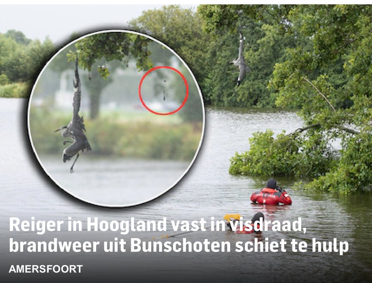 De brandweer uit Baarn en Bunschoten heeft zaterdagochtend een reiger uit een benarde situatie gered op een eilandje in het Zandgat, achter het Shell-station de Slaag langs de A1. De vogel zat hoog in een boom vast aan visdraad. ad.nl/112-nieuws-ame…