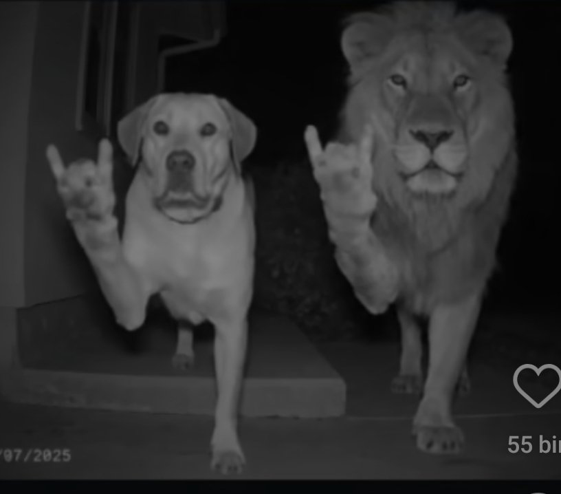 Tapınakcı (@funvids11) on Twitter photo 