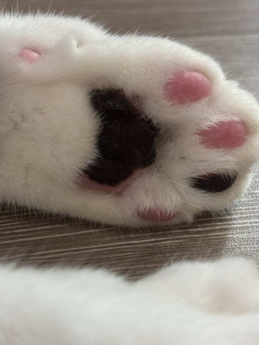 고먐미는 무언가 마음에드는 것이 생기면 바로 하루 루틴에 집어넣어버리는데... 그렇게 저희집은 매일 저녁 30분간 낚싯대를 흔들어 재껴줘야합니다... 그리고 고먐미 땀샘은 발바닥에만 있어 땀 묻은 발도장을 찍고 다닙니다...😂