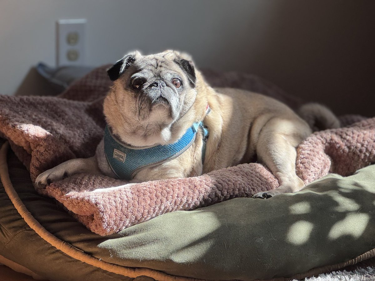 Sun puddling in my room. ☀️